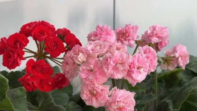 УЗНАЙТЕ, ЧТО Я ДЕЛАЮ С ГЕРАНЬЮ В ИЮНЕ, ЧТОБЫ ОНА ВЗОРВАЛАСЬ ЦВЕТЕНИЕМ!