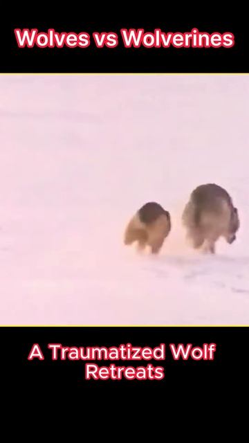 u5AWUXgFwVQ - Wild Showdown： Wolves vs. Wolverines - A Battle for Territory and Survival #shorts  #v