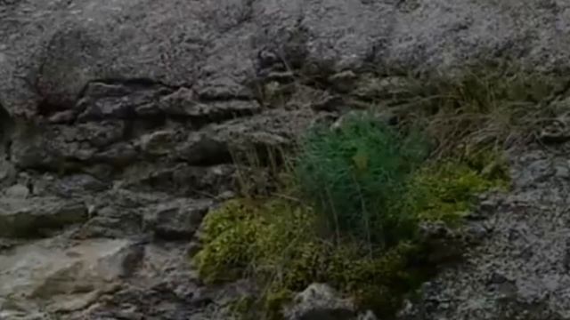 Ольга Конькова лауреат медали"Водский крест" за вклад в сохранение народа водь ©Traderson Foundation