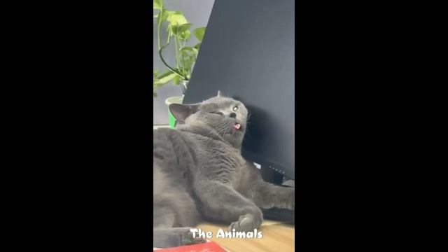 Приколы с животными!