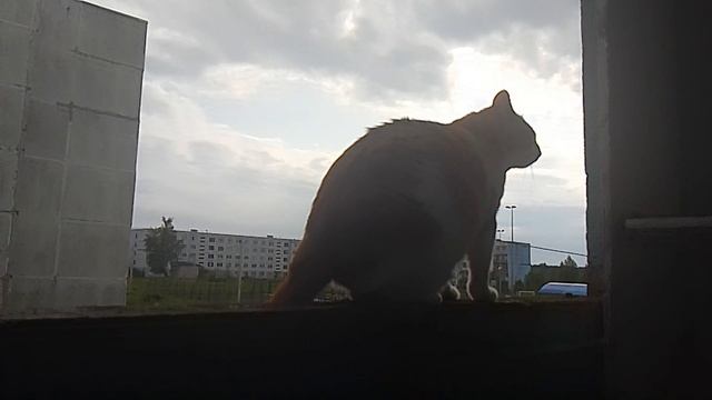 ВАСЬКА НА БАЛКОНЕ