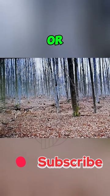 isK9_g3xDOs - Fangs vs. Tusks： The Boar’s Brave Stand Against the Wolves #shorts #animals #facts