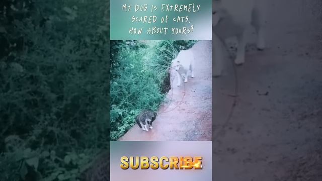 u1Yy46xxPgg - My dog is extremely scared of cats. How about yours？ #shorts #cat #fannydog #funny #cu