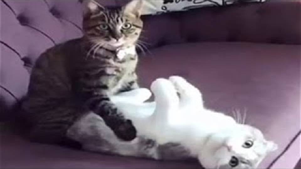 Приколы с котами! Смешные коты - Самые смешные животные С ОЗВУЧКОЙ! Ржака!!