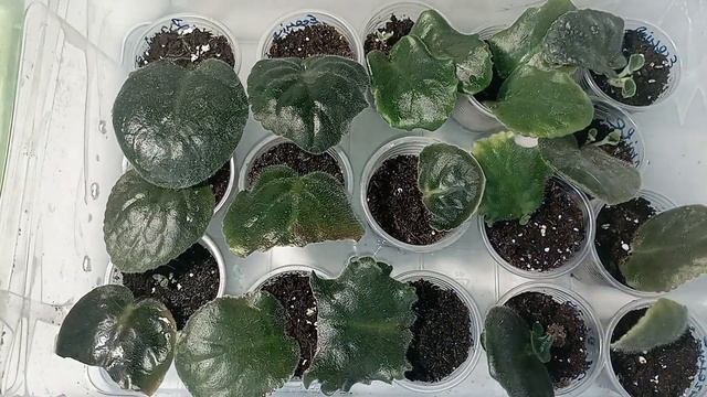 ЯК ТЕПЛИЧКИ ВПЛИВАЮТЬ НА ЧАС ПОЯВИ ДІТОК?🌱#рослиниук?