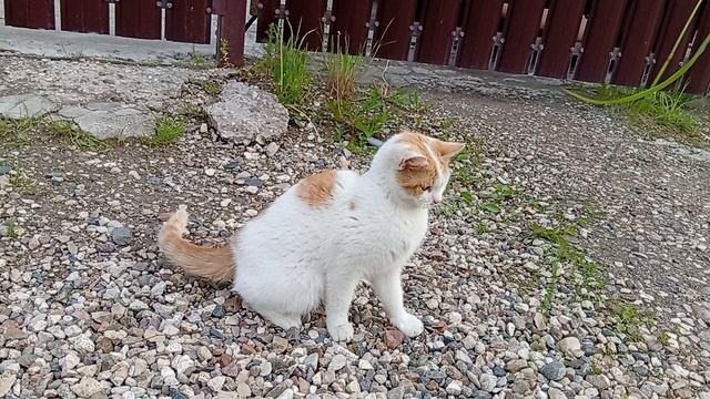 Котик 😻