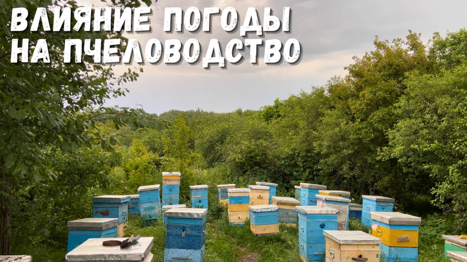 Дождь и пасека: влияние погоды на пчеловодство!