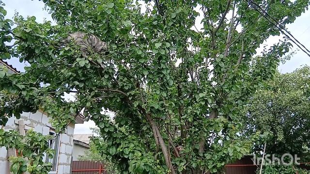 Моника на дереве,или не удачная охота на птиц.