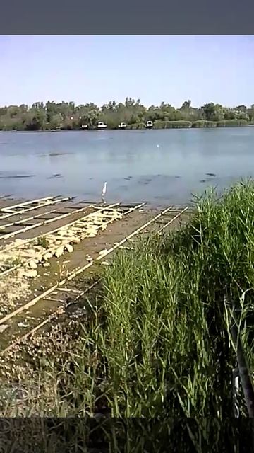 Цапля. Дон