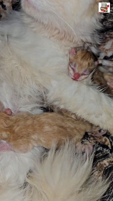 У Настюни ночь сегодня не спокойная🌜😻❤️🍼🐈🐈🐈🐈🐈