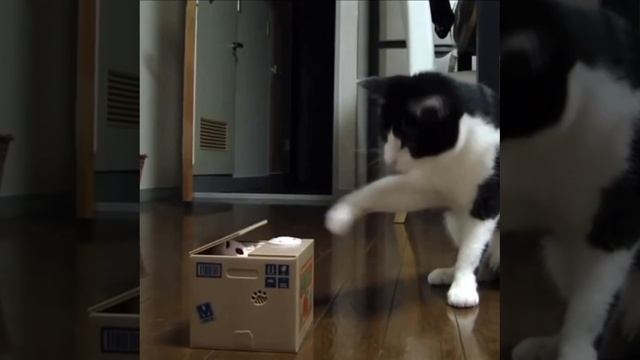 Занять кота игрушкой