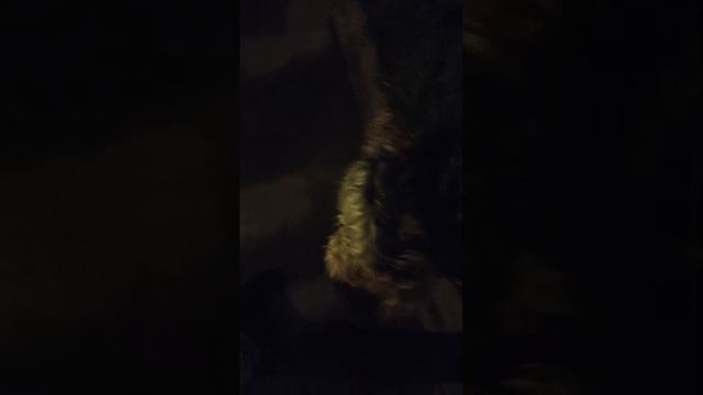 Мы идём гулять с собакой! | 12-июн-2025