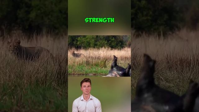 qA6rrcXUQlo - ＊＊＂Hippos： The Unstoppable Beasts of the Wild＂＊＊ #shorts #animals #wildlife #wildlifer