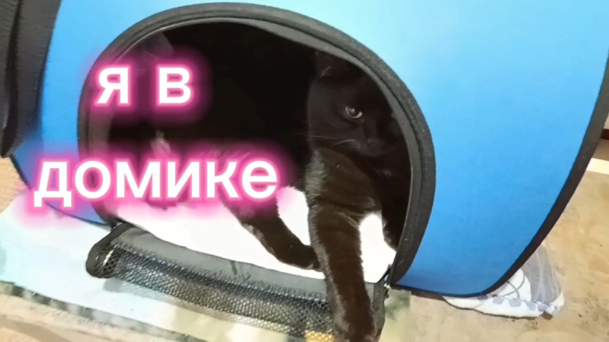 Я в домике. Поставила переноску, чтобы Боня привыкала, повезу к ветеринару.