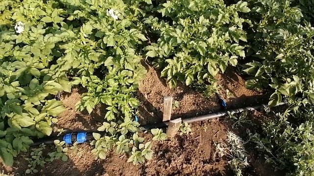 ВРЕДИТЕЛЬ ПРОСНУЛСЯ. КАК БОРОТЬСЯ С НИМИ.