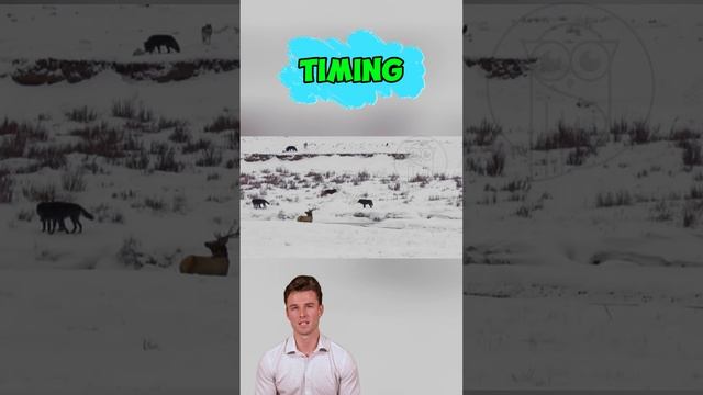 pYMQPT_jc5E - River's Gamble： A Deer's Daring Escape #shorts #animals #wildlifetales #wildlifechroni