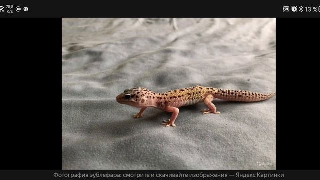 Эублефар