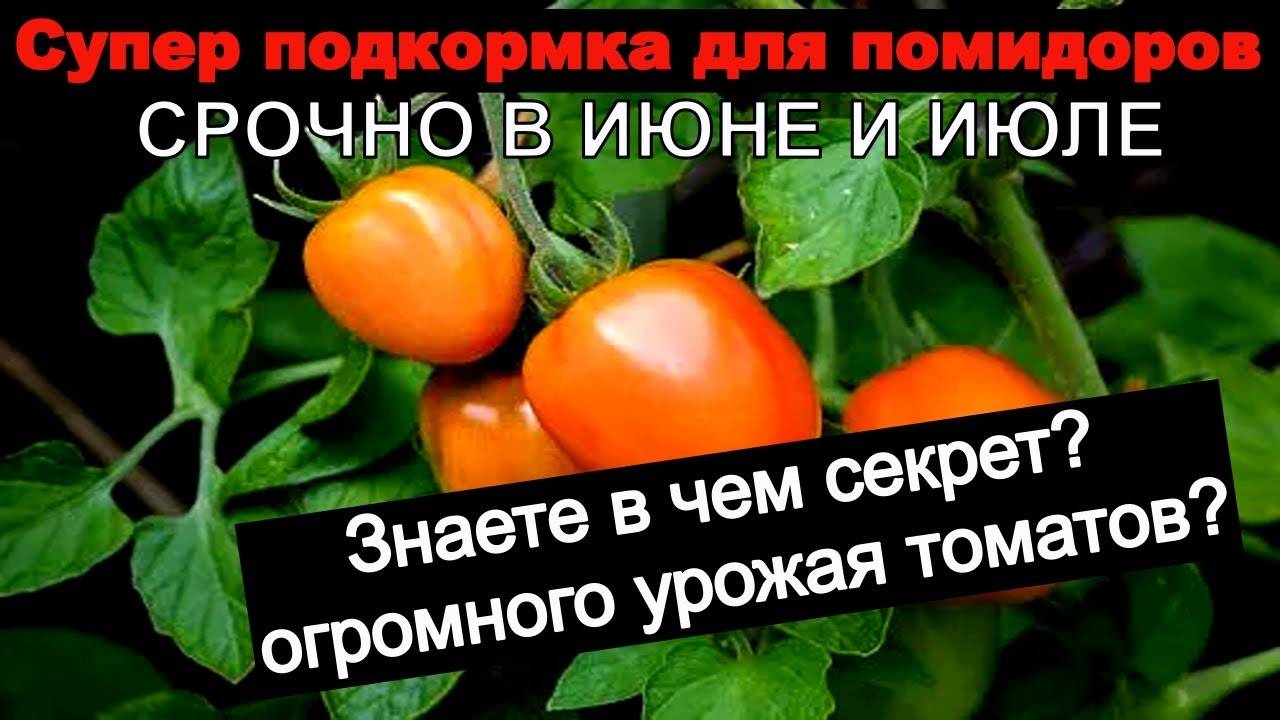 СЕКРЕТ БОЛЬШОГО УРОЖАЯ ТОМАТОВ в июне-июле! Самая ЛУЧШАЯ подкормка для помидор