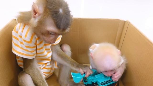 Обезьянки МАЛЕХА и БУКАШКА притащили втихаря коробки картонные Играют в домики ВЕСЕЛАЯ ЗАБАВЛЯЛКА