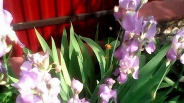 SV_A0008.avi