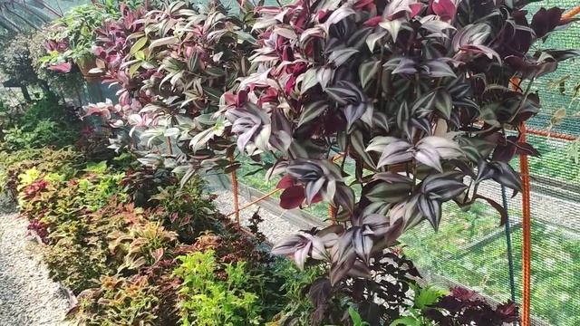 Самые лучшие сорта традесканций и коллизий в моем саду.  Обзор в конце лета .Скоро продажа.
