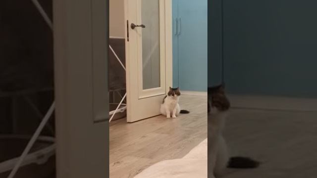 Бенита и Пышка дома