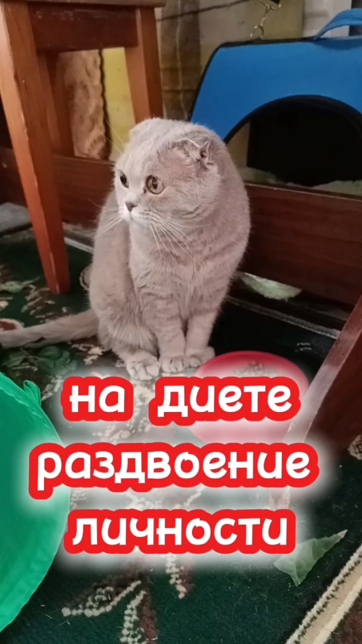 На диете - раздвоение личности 🤣 Кошки м озвучкой