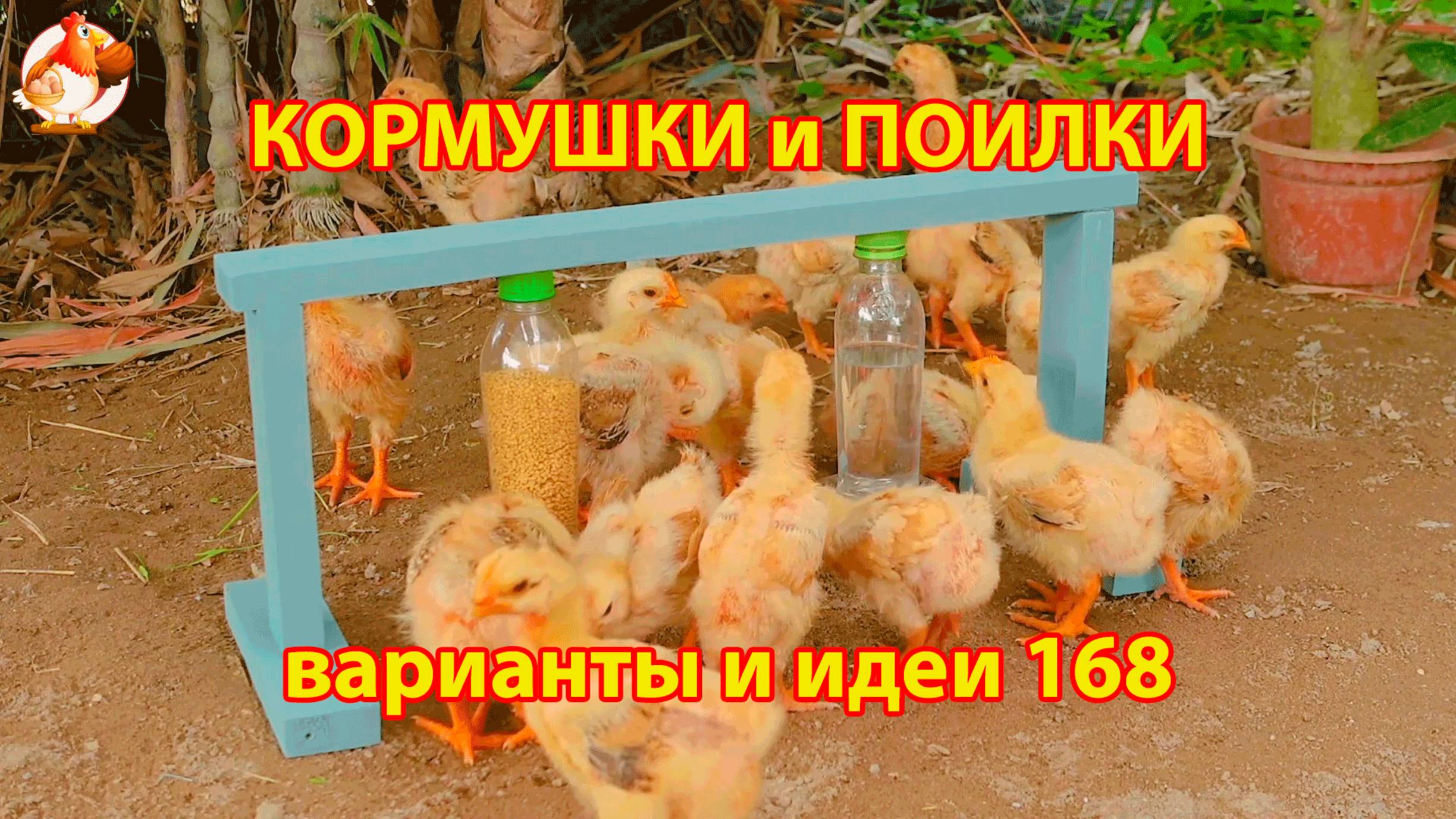 Кормушки и поилки для кур своими руками (168) 🪚✂️ Пошаговая инструкция как сделать 🐔 🐓❣️