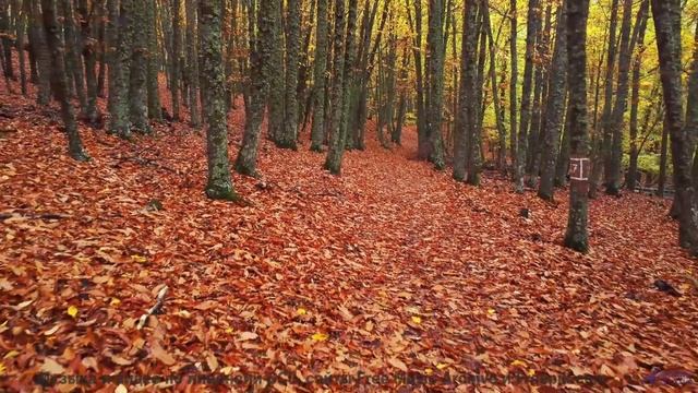 Природа в спектрах, невидимых человеческому глазу - технологии открывают тайны! - Moodswing -- Podin