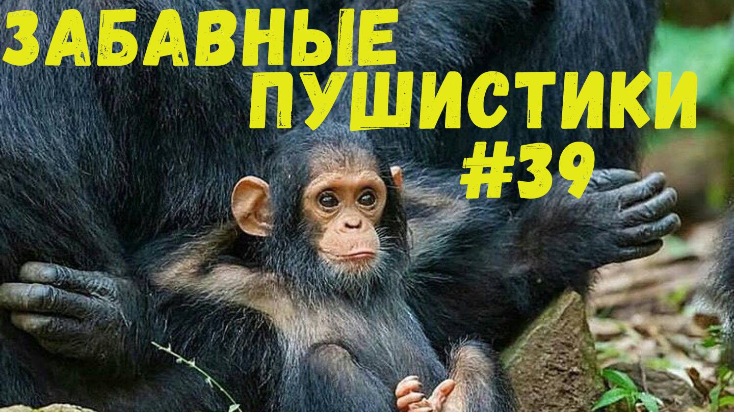 Я РЖАЛ ДО СЛЕЗ 😹 СМЕШНЫЕ КОШКИ И СОБАКИ  СМЕШНЫЕ ЖИВОТНЫЕ 2025 😹 ЛУЧШИЕ ПРИКОЛЫ #39