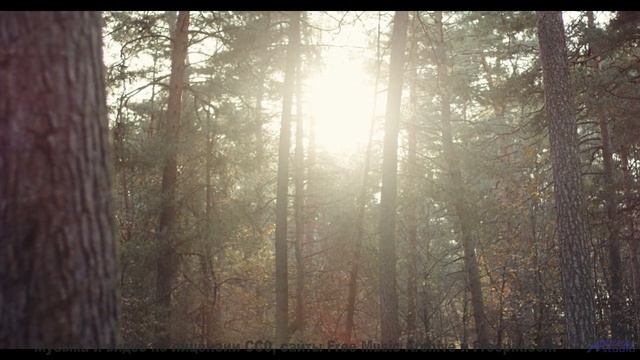 Деревья, которые ШЕПЧУТ твоё имя. - Wild-Rivers -- Ketsa -- The Lost Files