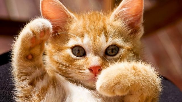 Кошачье мурчание