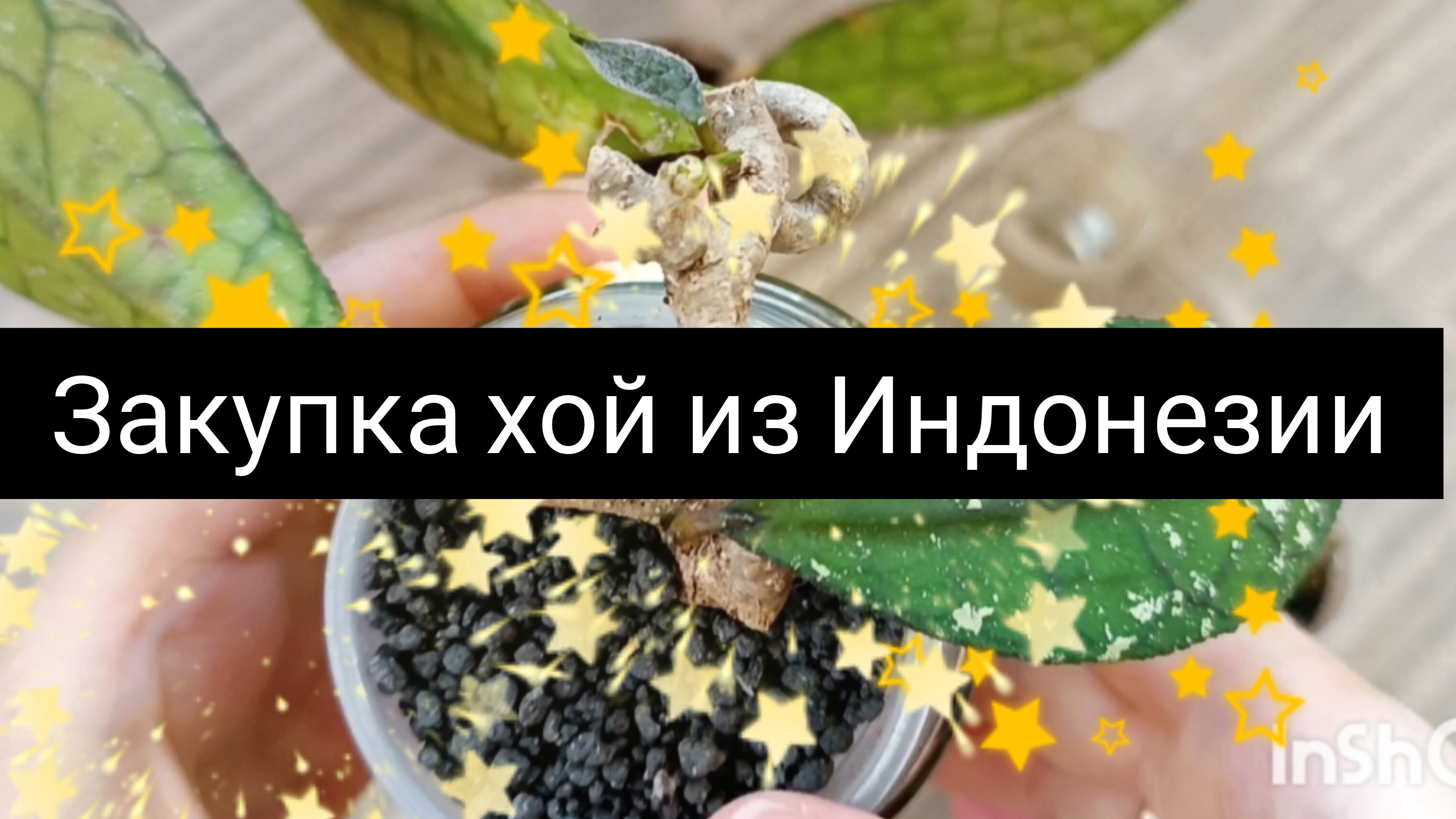 закупка хой из Индонезии