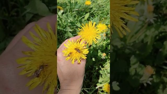 Как всё успеть?