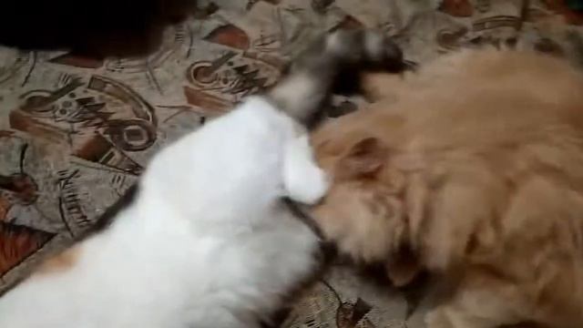 ПУШИСТАЯ НЕЖНОСТЬ | Персик и Матильда