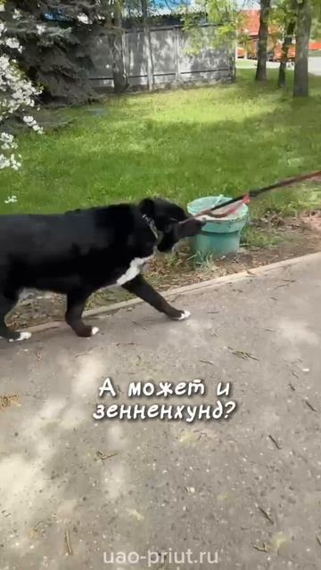 #приютЮАО #приютЮАО_Бейли