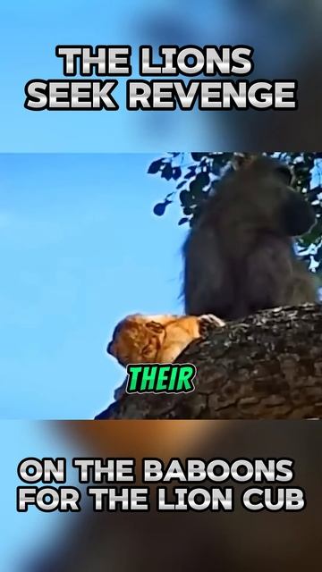 _pu4NvU1aDk - The Lions Seek Revenge on the Baboons for the Lion Cub #shorts #animals #viral #vizard