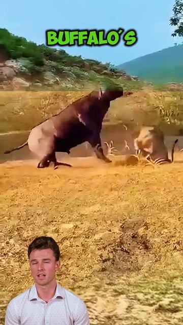p3CV4_hqqHo - ＊＊＂The Buffalo's Defiant Horn＂＊＊ #shorts #animals #lion #animals #buffalo
