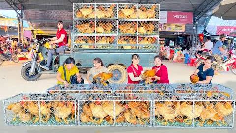 Harvesting Lots of Chicken, Use 3-Wheeled Truck To Transport Many Chicken Go To Market Sell.