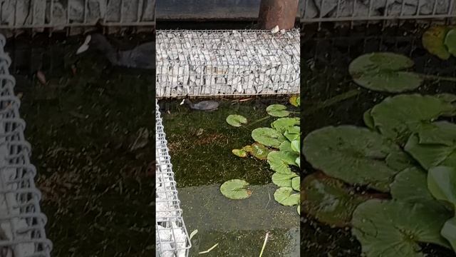 Лягушка и утка