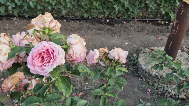То, что нужно для души ♥️♥️♥️ прогулка среди розовых рядов 🌹🌹🌹