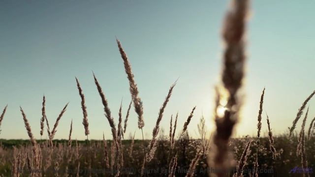 Музыка качает мысли, как ветер качает траву - Nosedive -- Taylor Poe -- Quiet Sound of Disappearing