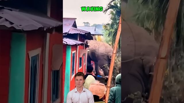 bo0HnLjdH28 - ＊＊＂Clash of Titans： Rampaging Elephant Takes on an Excavator in Shocking Showdown＂＊＊ #