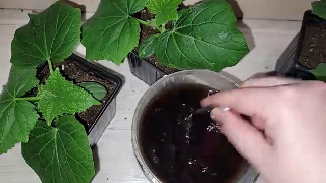 ЖАЛЕЮ что РАНЬШЕ ТАК НЕ СЕЯЛА СЕМЕНА ОГУРЦОВ Теперь сею ТОЛЬКО ТАК Потрясающий результат