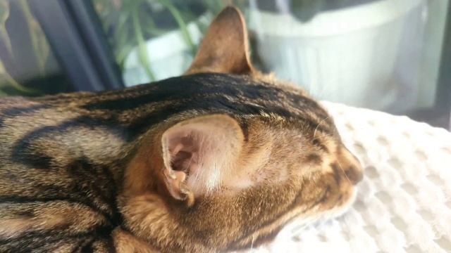 турецкий кот