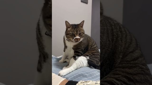YScW9a2SWlU - Listen to the cat #shorts #funny #cat #pets #animallife #animals #cute