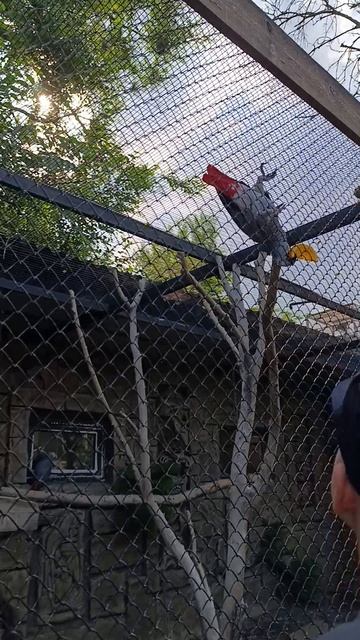 Птички
