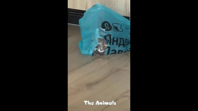 Приколы с животными!