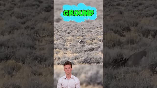 iATM76AAYAg - Epic fight： Eagle Hunter vs. Sneaky Hare #shorts #viralvideo  #animals #wildlife