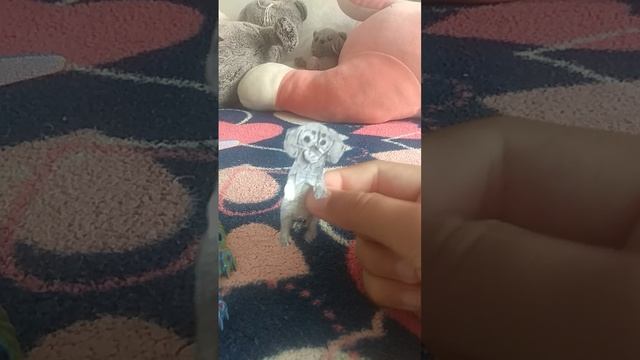 Обзор на трех новых собачек❤️